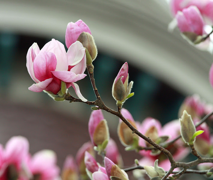 Tulip Tree Branch