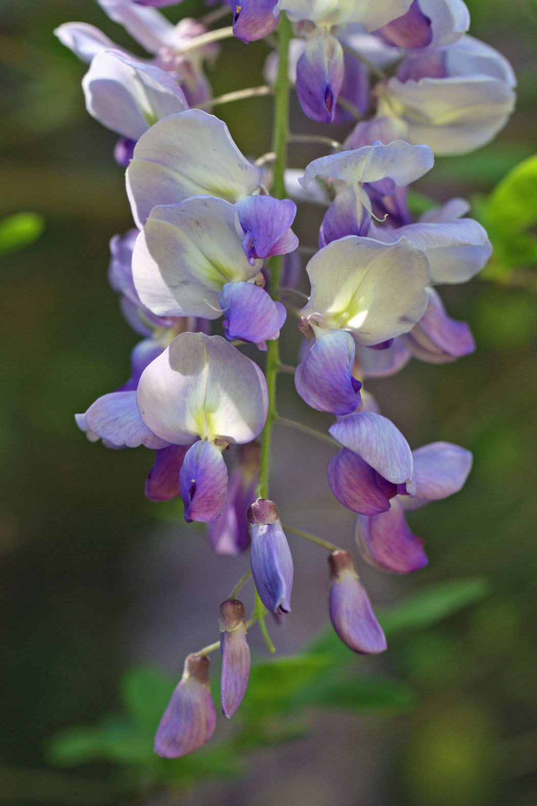 Southern Lagniappe Wisteria