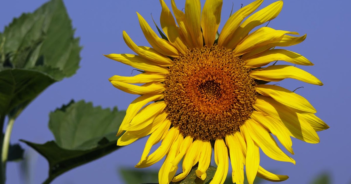 Southern Lagniappe Mississippi Delta Sunflowers
