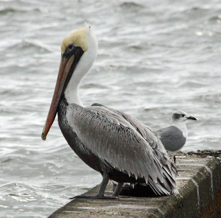 Pascagoula Pals (Mississippi Gulf Coast)