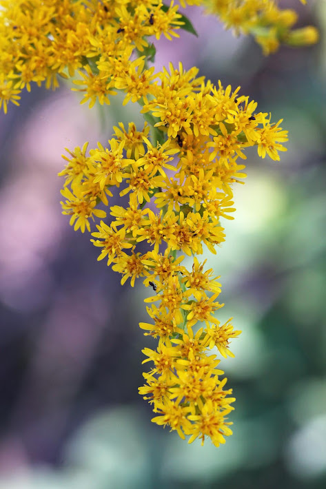 Goldenrod