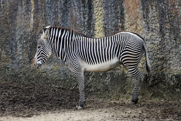 Stripes