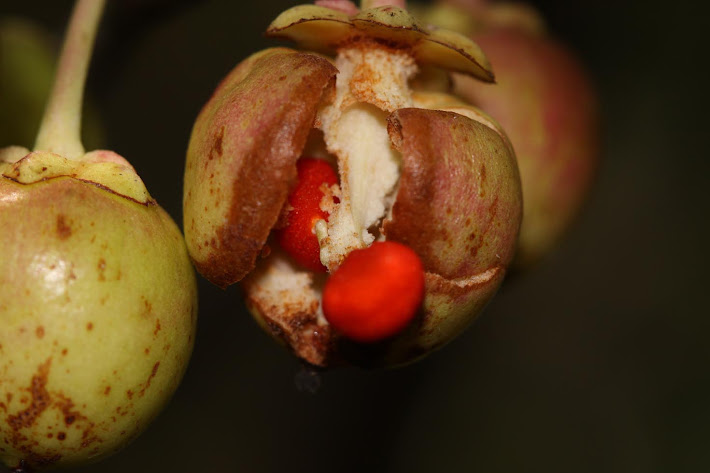 Cleyera Seed Pods