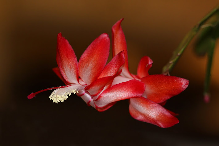 A Christmas Cactus