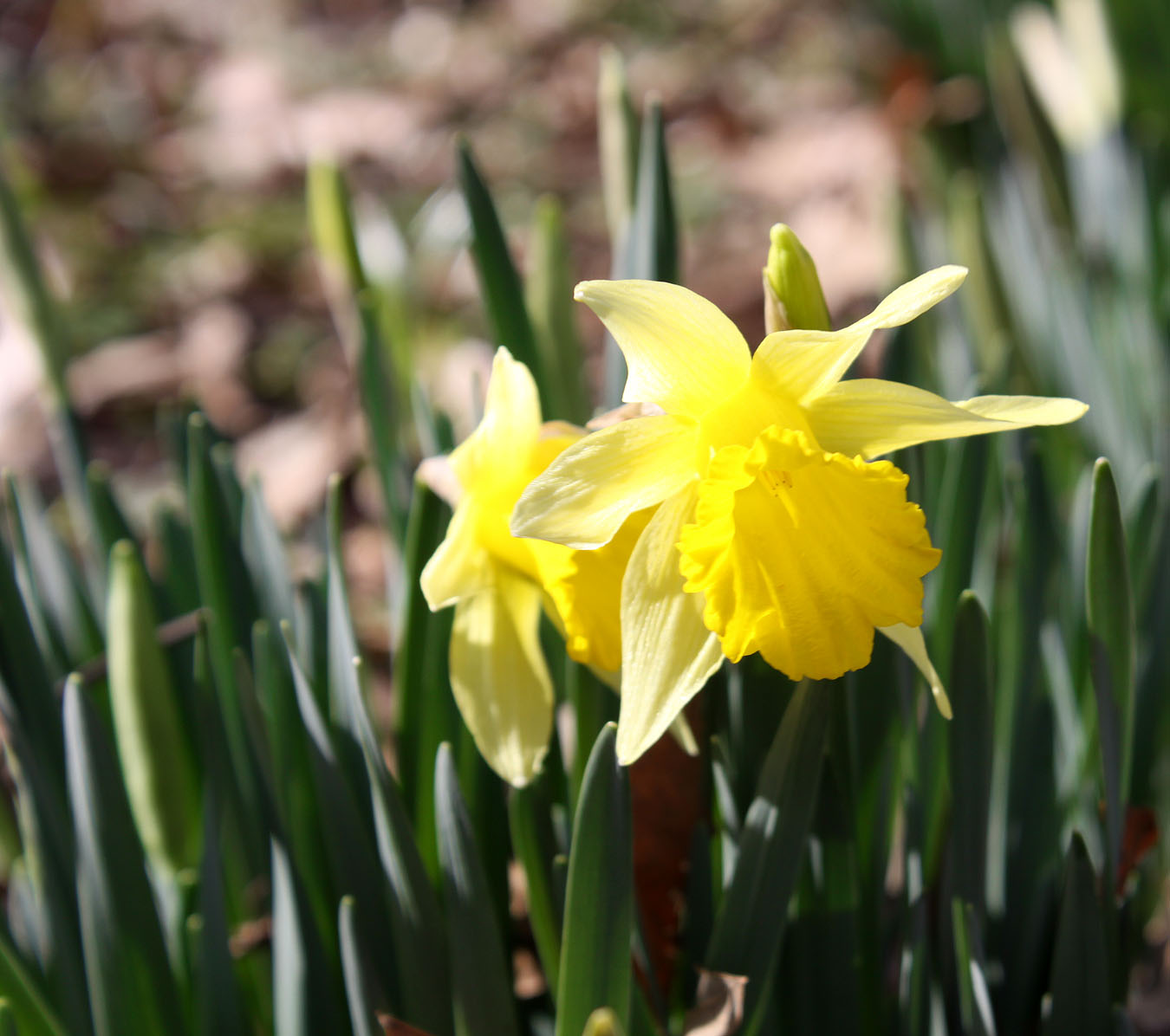 Southern Lagniappe The Joy of Jonquils