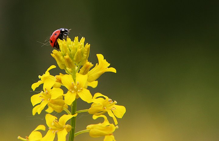 Nyckelpiga på gul blomma Fotograf Stefan Persson Jönköping