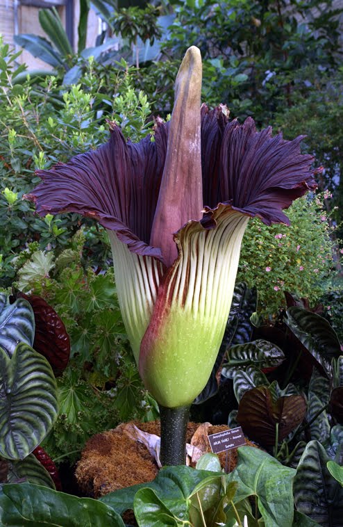 amorphophallus titanum in bloom. Amorphophallus titanum in