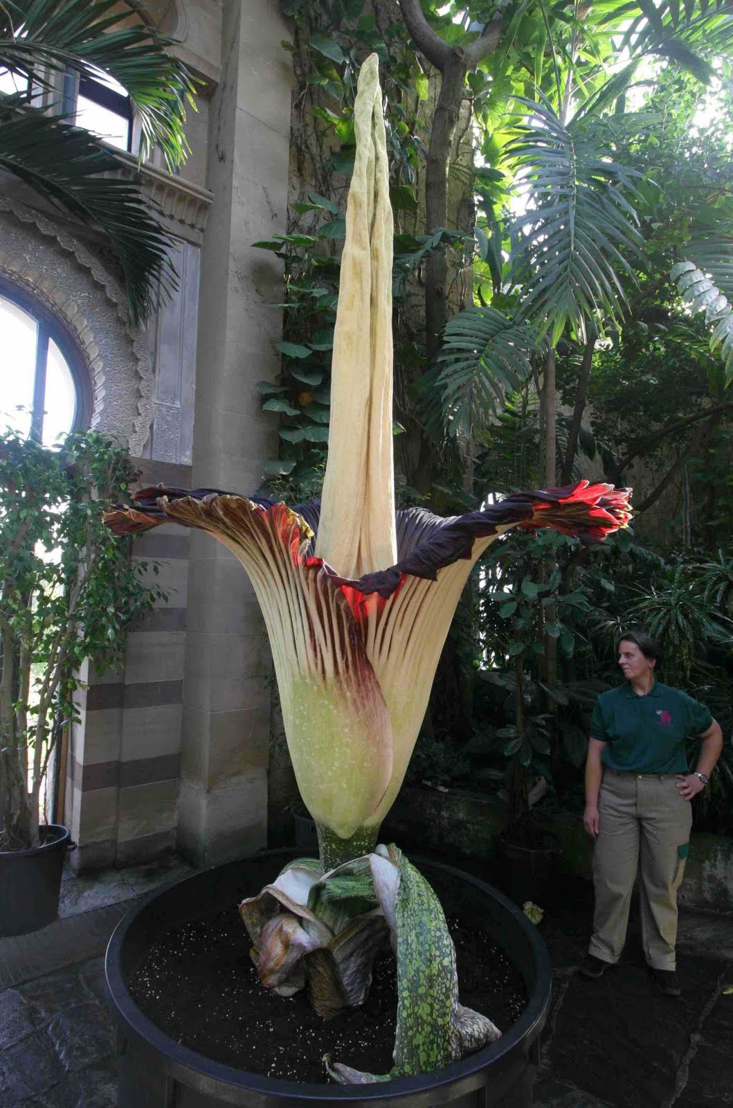 Public Domain Photos And Images Corpse Flower In Wilhelma