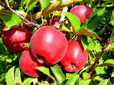 Fresh Local And Best Apple Picking At Phillips Farm