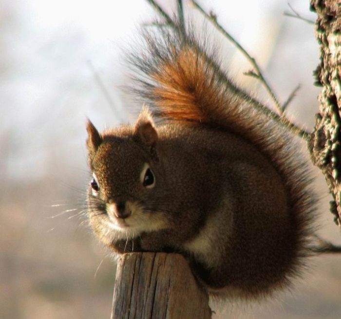 funny squirrels. funny squirrels.