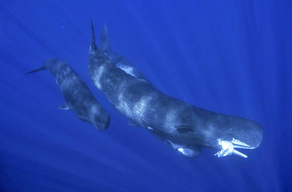 [sperm+whale-giant+squid+3.jpg]