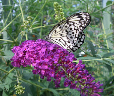 Wings of Mackinac