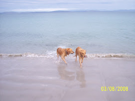 Gus and Harry loved to romp at Slopen Main beach