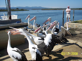 Pelicans waiting for fish scraps at Malacoota, Vic