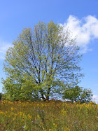 MN Landscape Arboretum