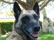 berger belge malinois SEQUOIA