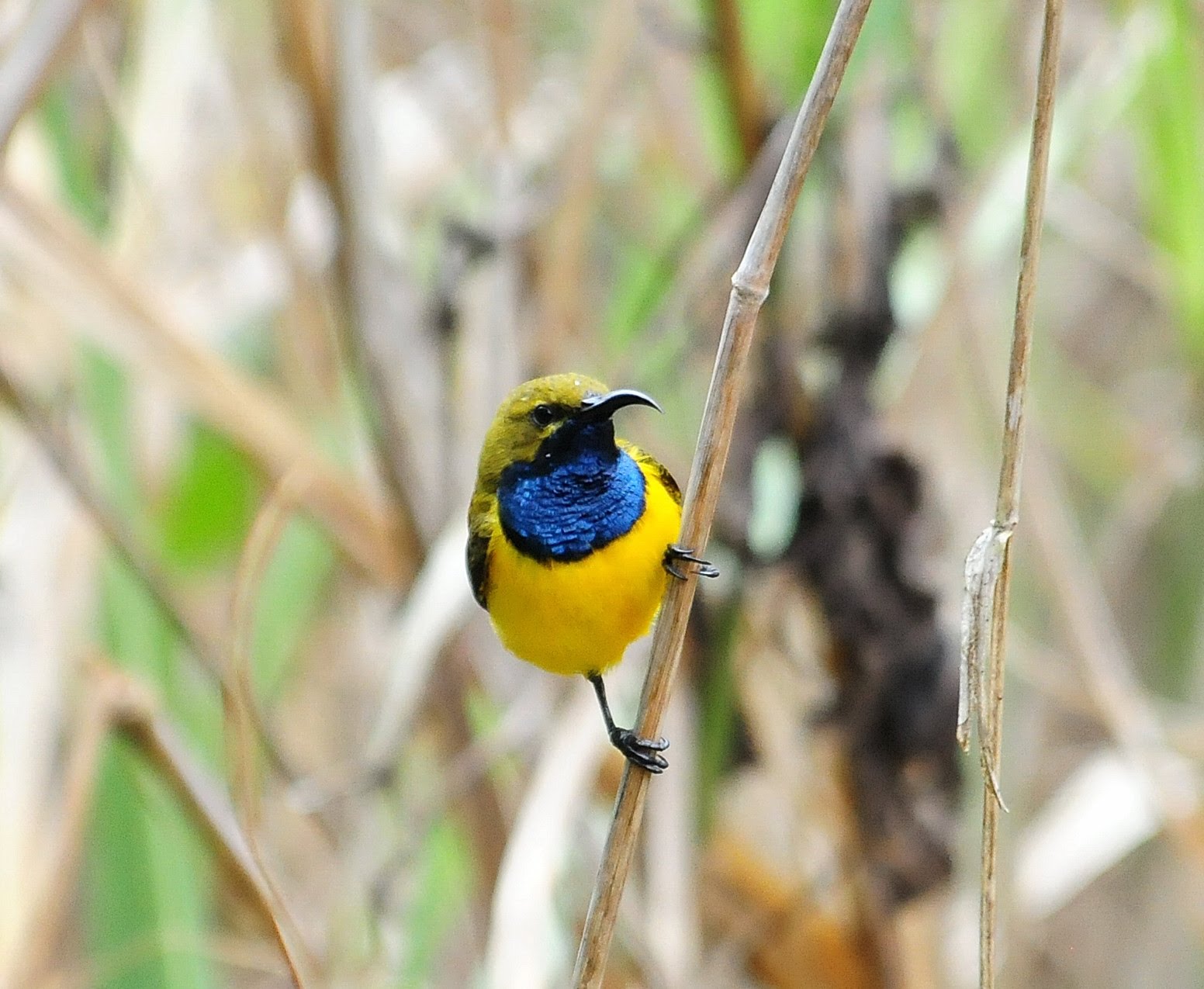 Yellow Breasted Sunbird