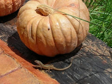 Agricultura ecológica