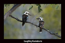 Kookaburra sits in the old gumtree