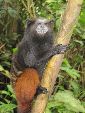 Vida silvestre en Madre de Dios