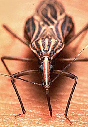 Image Result For Kissing Bug Image Result For Kissing Bug
