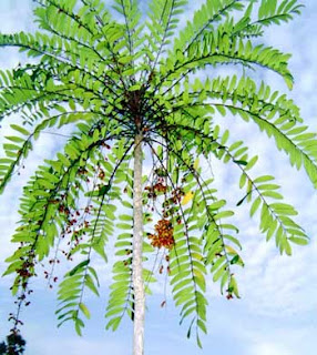 SEARCH AND BUY THIS PRODUCT How To Boost Your Metabolism: Tongkat Ali : Eurycoma