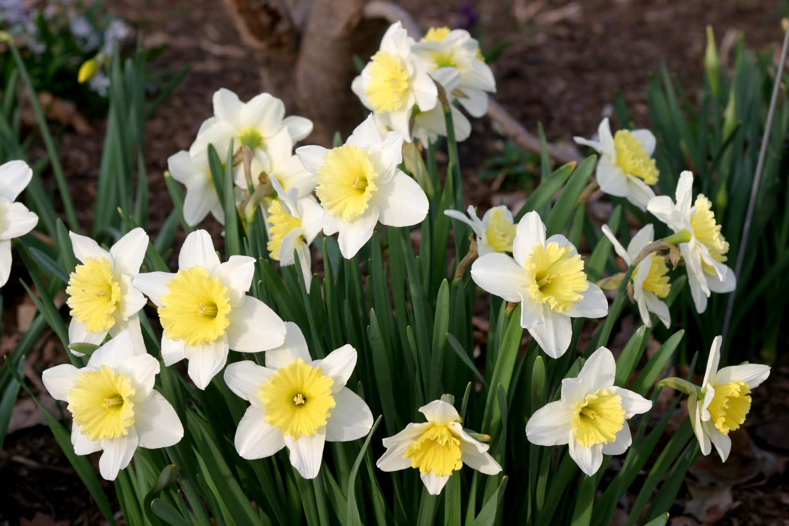 "Ice Follies" Daffodill Daffodil bulbs, Powell gardens, Daffodils