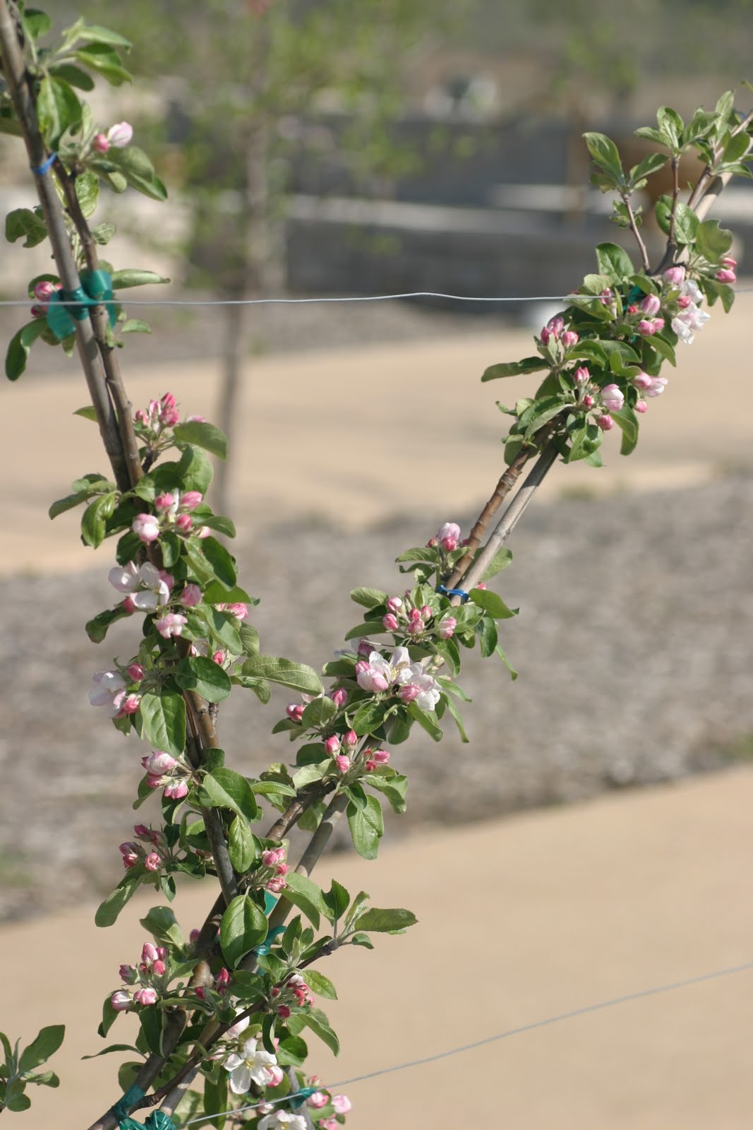 Powell Gardens Blog Spring Flowering Tree Preview