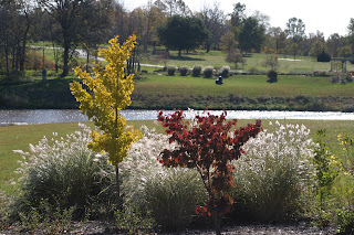 Silver+variegated+dogwood+shrub