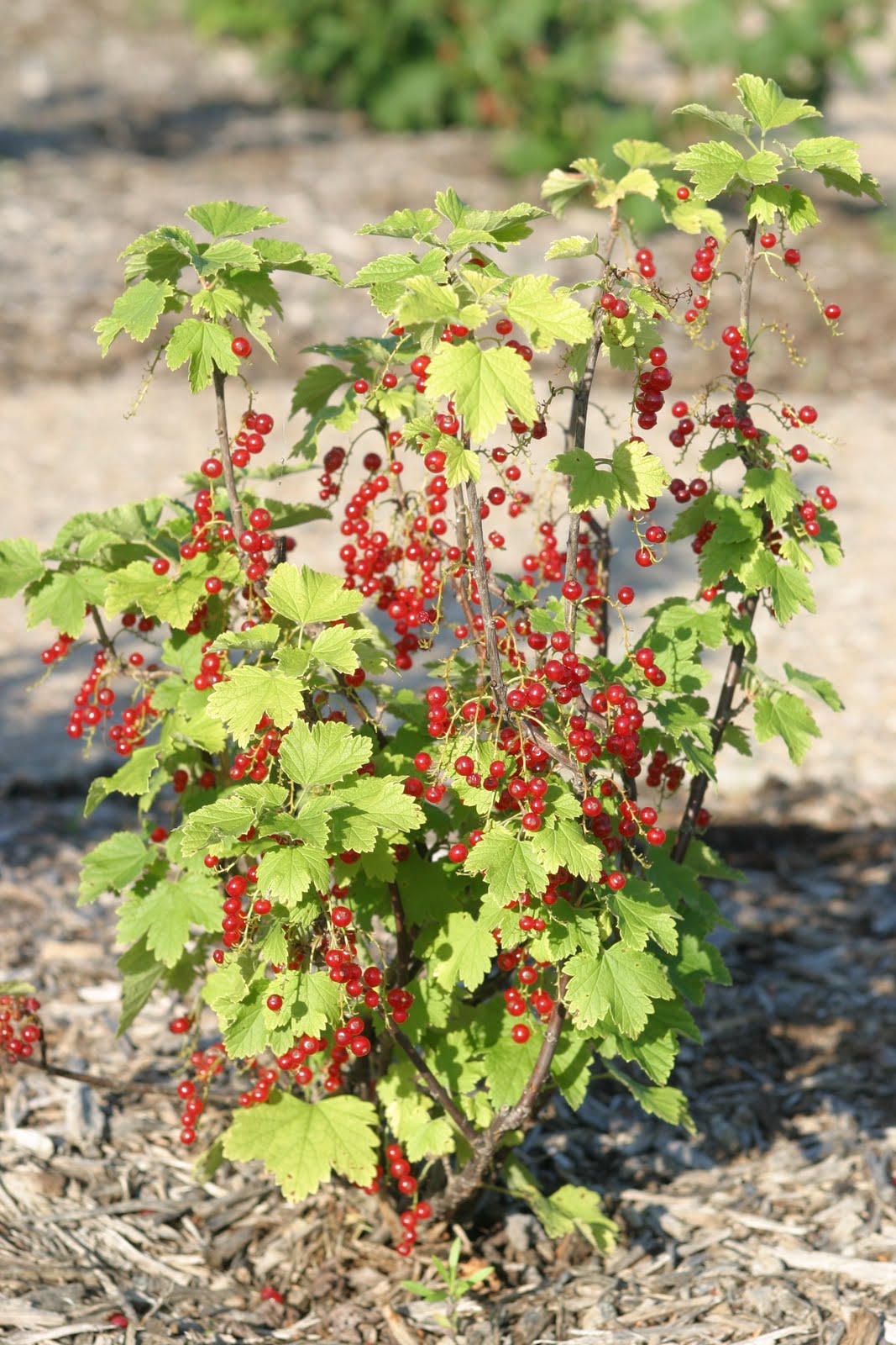 Powell Gardens� Blog Berrilicious Days in the Heartland