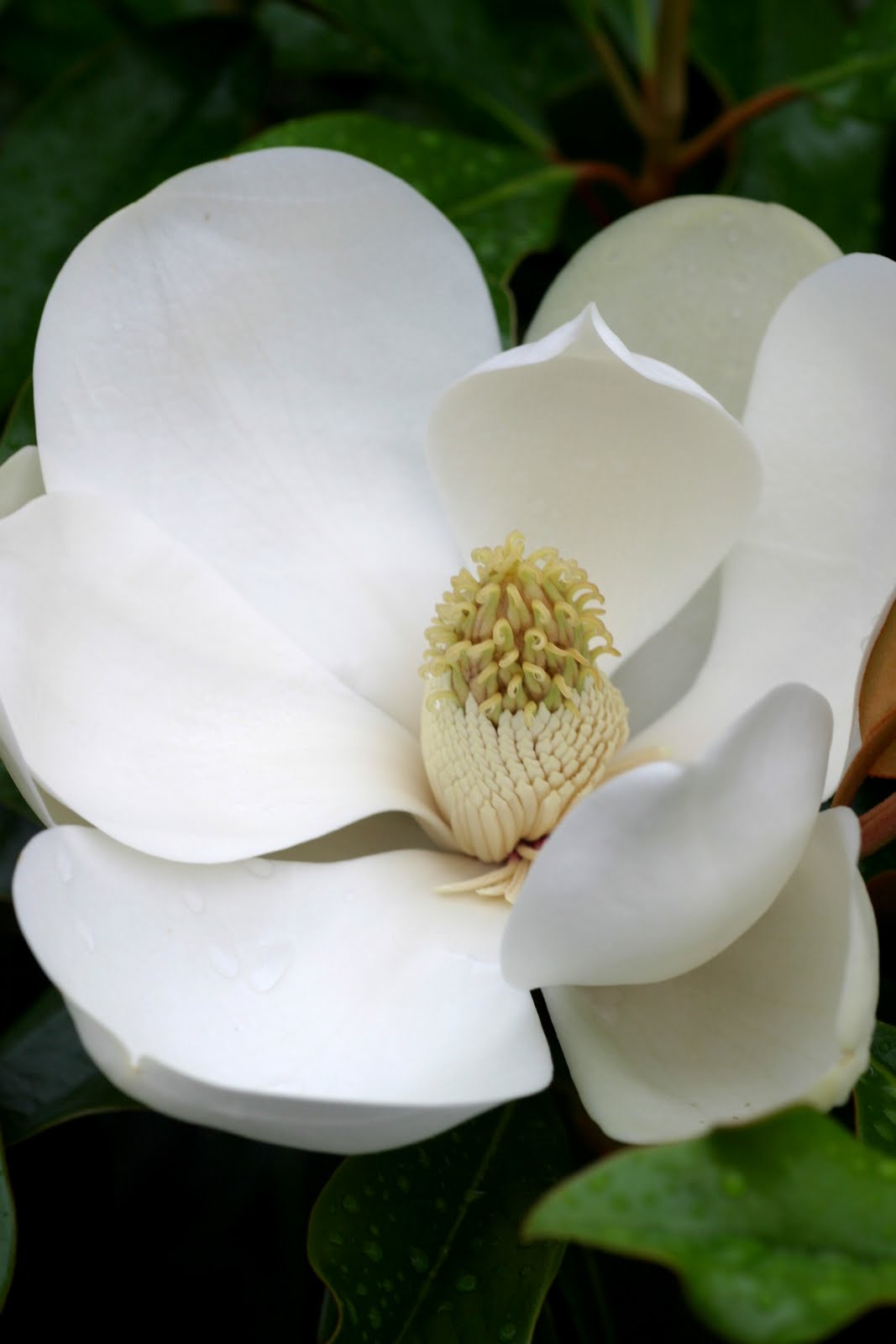 Powell Gardens' Blog: Midsummer's Bloom: from Lotus to Trees & Shrubs