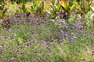 Verbena Bonariensis Annual Or Perennial - When To Transplant Verbena Bonariensis