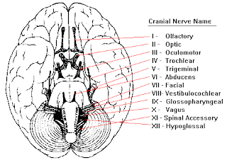 anatomyforme: Cranial Nerves Pictures and Links