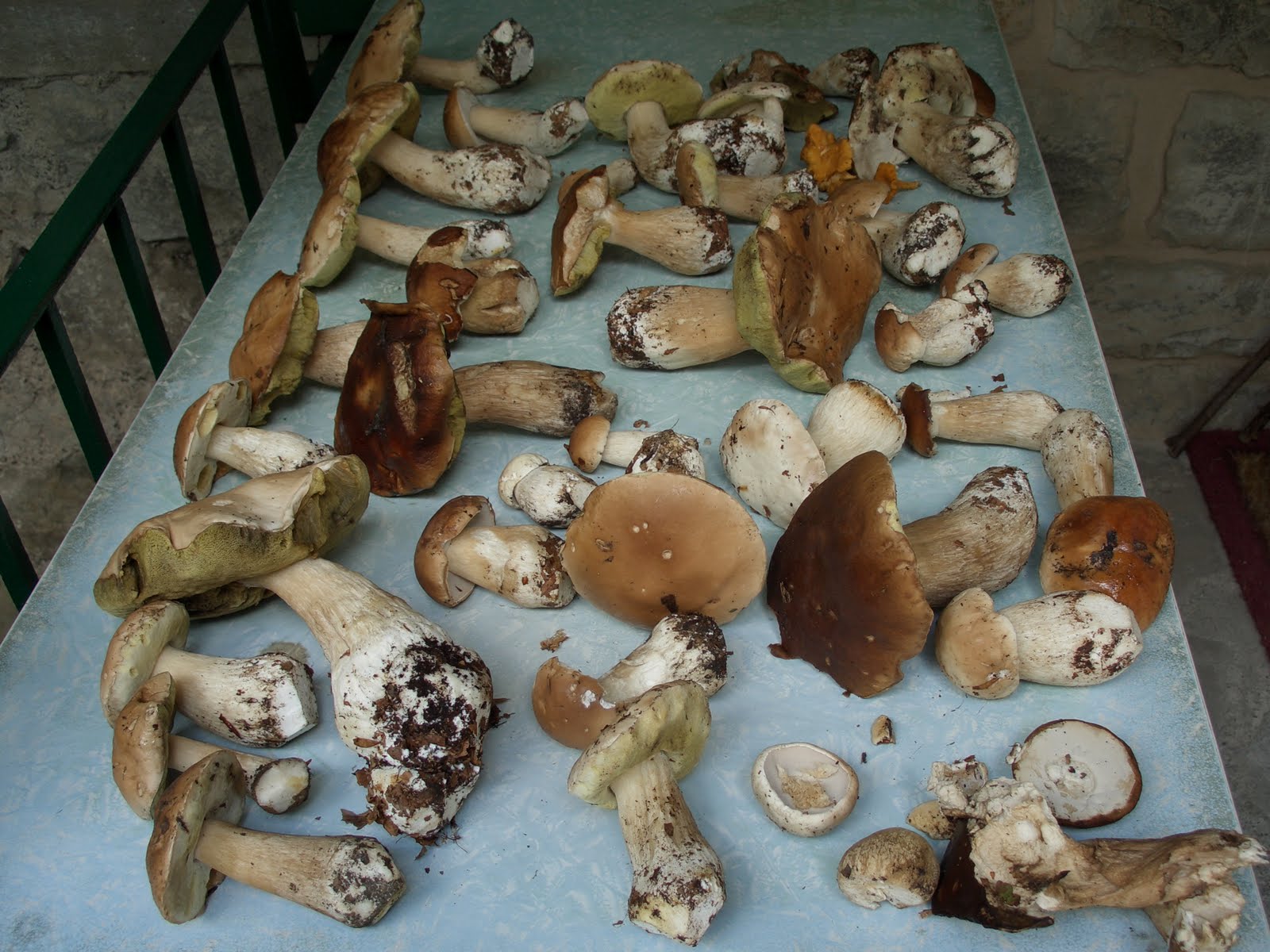 terraedintorni PORCINI