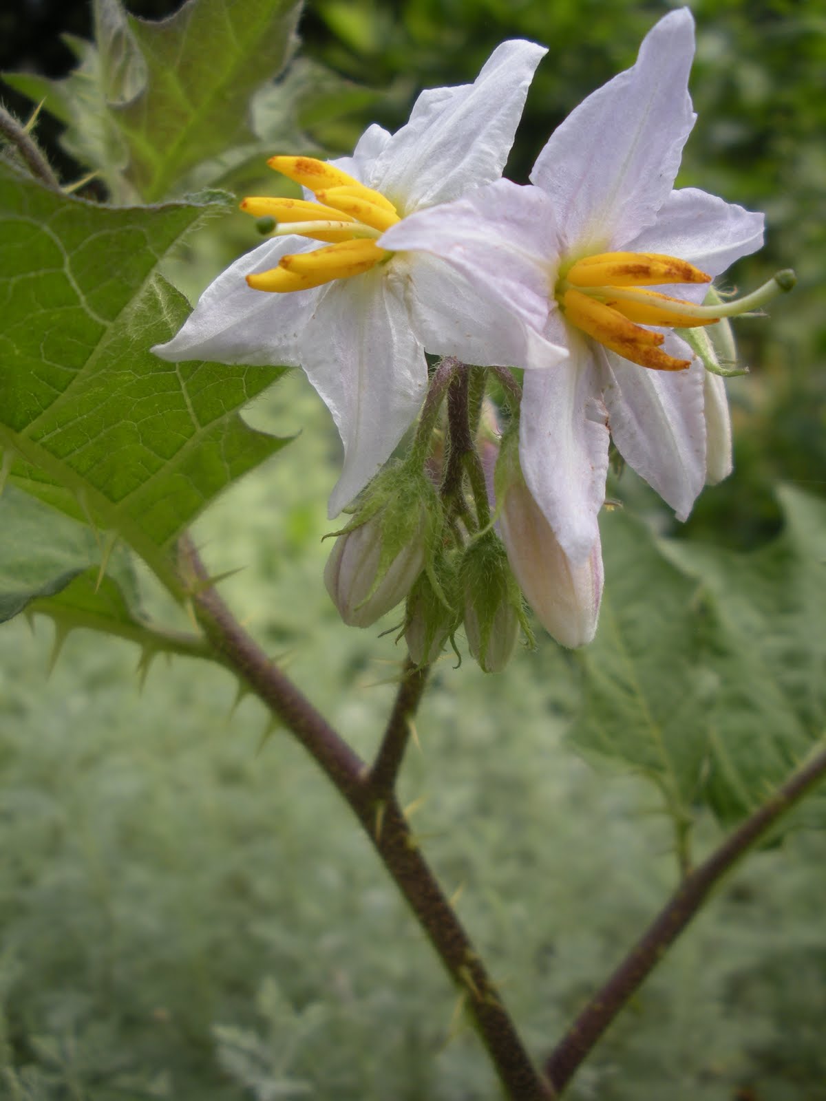 In Sharma's Garden Beware of Horse Nettle