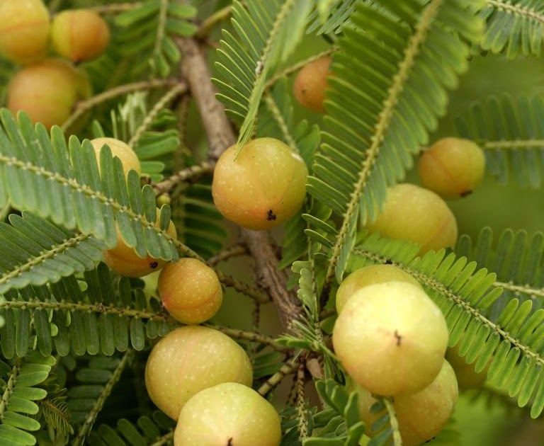 Herbal remedies: 16. Amalaki helps Combat Free Radicals