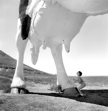 udder