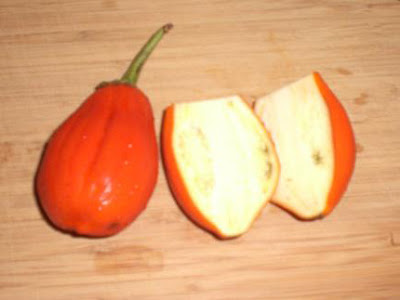 Italian Heirloom Eggplant from Stokes Farm, Union Square Greenmarket