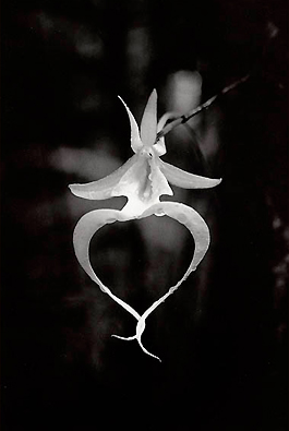 Ghost Orchid (Anggrek Hantu/Epipogium aphyllum)