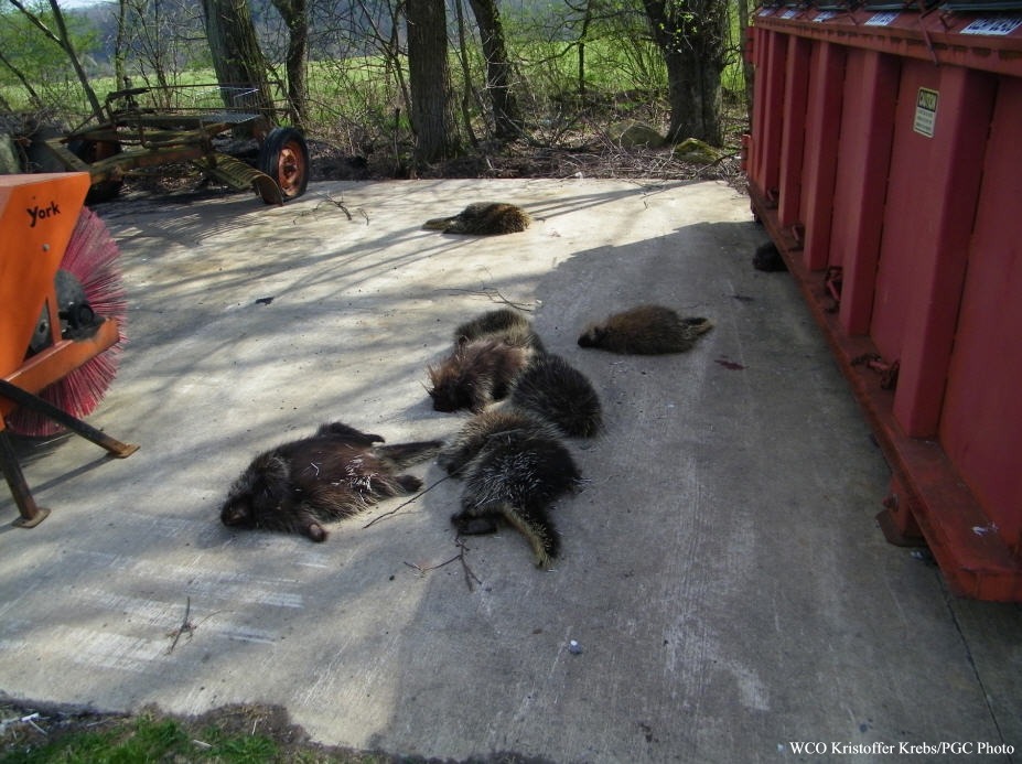 PGC Wants Info on Porcupine Killings