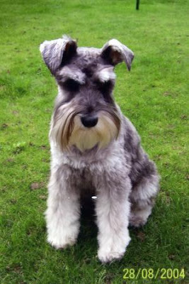 Mini Schnauzer Puppies on Dogs Breed Featuring Miniature Schnauzer   Miniature Schnauzer