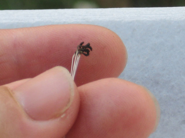 günün ardından Kıl oldum abi!