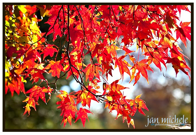 Old Westbury Gardens Long Island