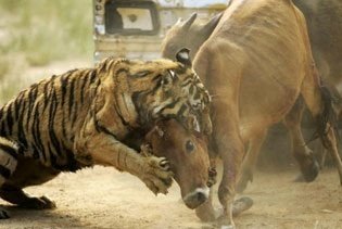[Tiger+attack.jpg]