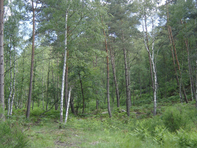 [ForestWithBirches.JPG]