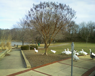 gaggle of geese near administration building in Upper Marlboro