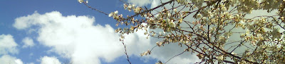 cherry blossoms reaching for the sky