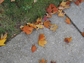 fall leaves on sidewalk
