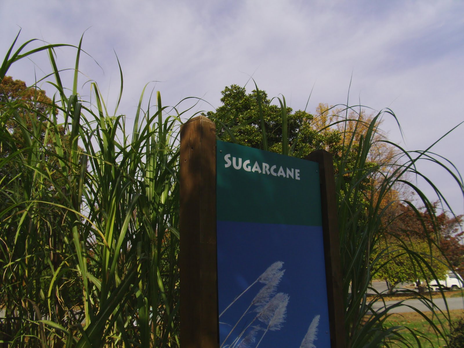 [sugarcane.sign.and.plants1.JPG]