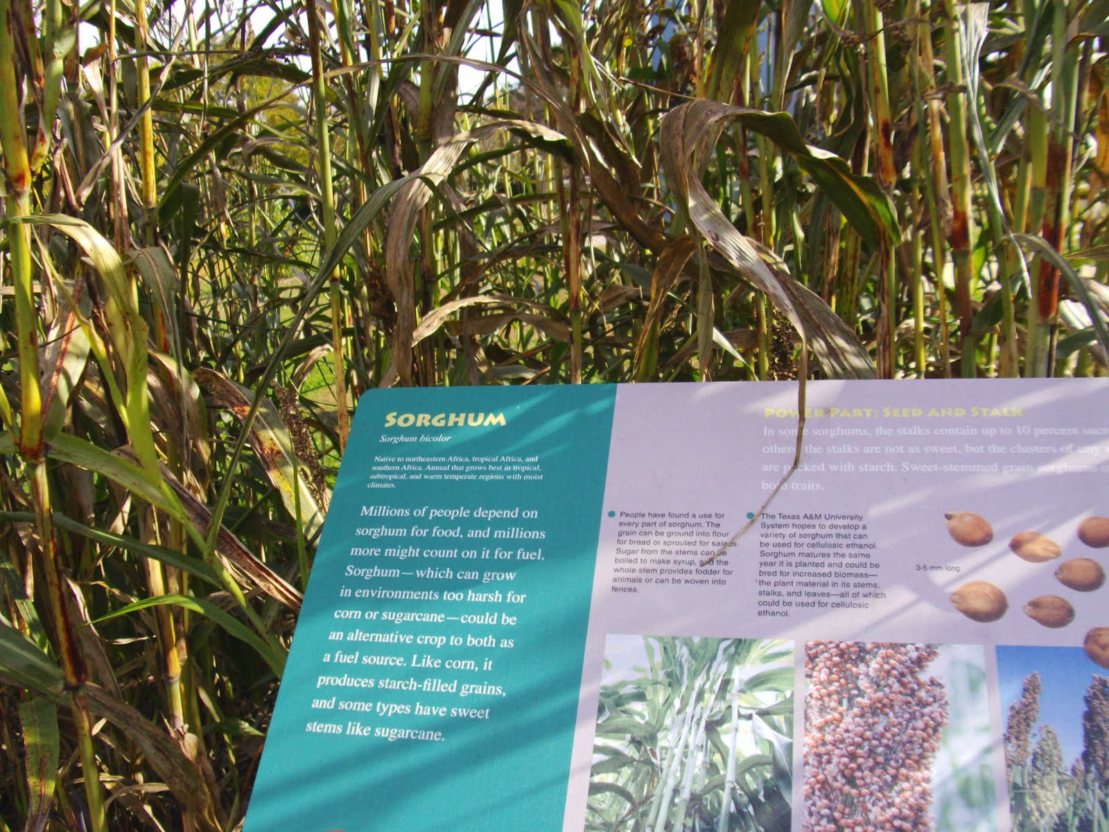 [sorghum.sign1.JPG]